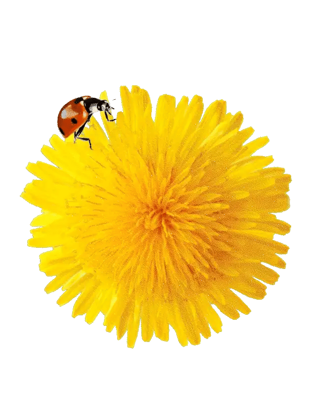 YAWN flower and ladybug animation